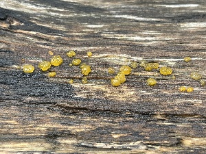  ( - FDS-CA-05389)  @11 [ ] by-nc (2024) Damon Tighe Fungal Diversity Survey