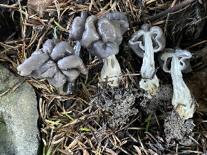  ( - FDS-CA-07804)  @11 [ ] by-nc (2024) Damon Tighe Fungal Diversity Survey