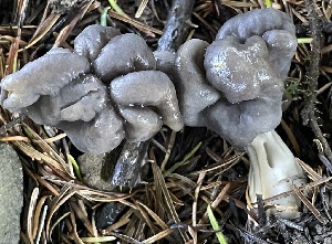  ( - FDS-CA-07804)  @11 [ ] by-nc (2024) Damon Tighe Fungal Diversity Survey