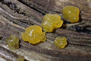  (Dacrymyces sp. CA10 - FDS-CA-05389)  @11 [ ] by-nc (2024) Damon Tighe Fungal Diversity Survey