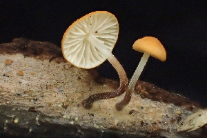  (Marasmius croceus - FDS-CA-07803)  @11 [ ] by-nc (2024) Damon Tighe Fungal Diversity Survey