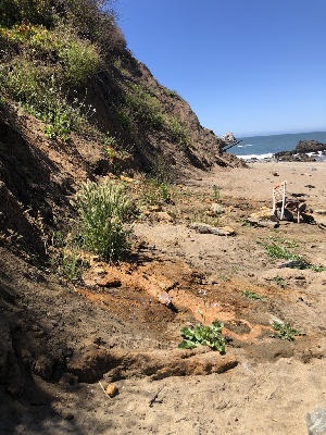  ( - FDS-CA-06726)  @11 [ ] by (2024) Justin Paulin Fungal Diversity Survey