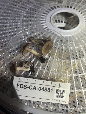  ( - FDS-CA-04881)  @11 [ ] by-nc (2024) Dean Lyons Fungal Diversity Survey