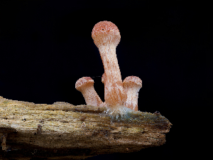  (Tubaria sp. IN01 - FDS-CA-06730)  @11 [ ] by (2024) Justin Paulin Fungal Diversity Survey
