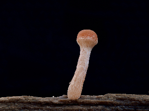  ( - FDS-CA-06730)  @11 [ ] by (2024) Justin Paulin Fungal Diversity Survey