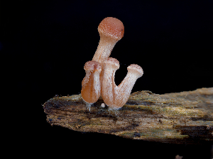  ( - FDS-CA-06730)  @11 [ ] by (2024) Justin Paulin Fungal Diversity Survey