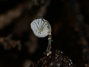  ( - FDS-CA-06727)  @11 [ ] by (2024) Justin Paulin Fungal Diversity Survey