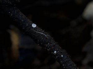  ( - FDS-CA-06727)  @11 [ ] by (2024) Justin Paulin Fungal Diversity Survey