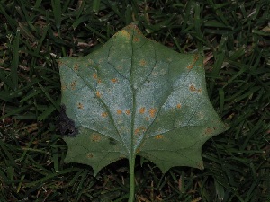  ( - FDS-CA-06721)  @11 [ ] by (2024) Justin Paulin Fungal Diversity Survey