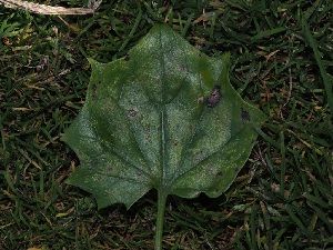  ( - FDS-CA-06721)  @11 [ ] by (2024) Justin Paulin Fungal Diversity Survey
