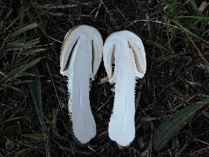  ( - FDS-CA-06723)  @11 [ ] by (2024) Justin Paulin Fungal Diversity Survey