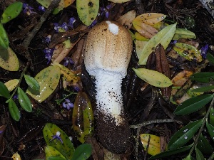  ( - FDS-CA-06723)  @11 [ ] by (2024) Justin Paulin Fungal Diversity Survey