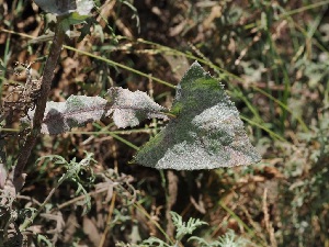  ( - FDS-CA-06725)  @11 [ ] by (2024) Justin Paulin Fungal Diversity Survey