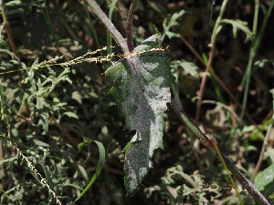  ( - FDS-CA-06725)  @11 [ ] by (2024) Justin Paulin Fungal Diversity Survey