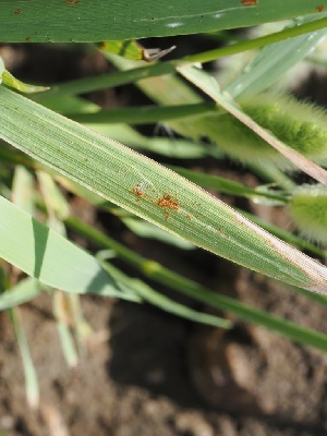  ( - FDS-CA-06726)  @11 [ ] by (2024) Justin Paulin Fungal Diversity Survey
