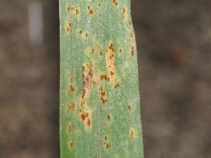  (Puccinia sp. CA10 - FDS-CA-06726)  @11 [ ] by (2024) Justin Paulin Fungal Diversity Survey