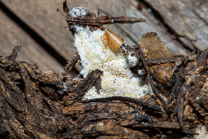  (Skeletocutis sp. CA02 - FDS-CA-04875)  @11 [ ] by-nc (2024) Dean Lyons Fungal Diversity Survey