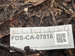  ( - FDS-CA-07816)  @11 [ ] by-nc (2024) Damon Tighe Fungal Diversity Survey