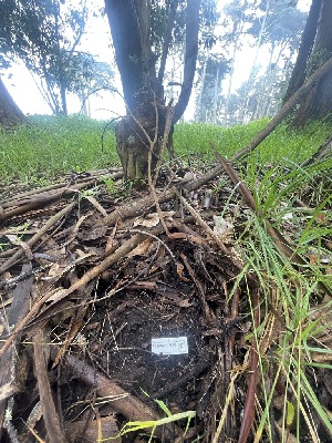  ( - FDS-CA-07816)  @11 [ ] by-nc (2024) Damon Tighe Fungal Diversity Survey