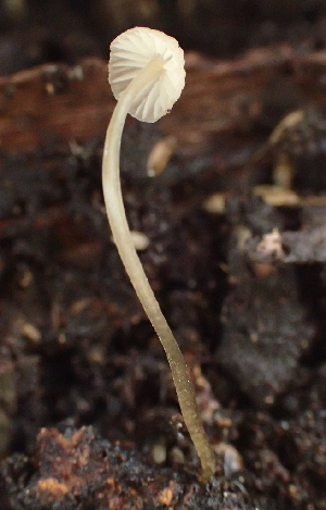  (Mycena sp. CA34 - FDS-CA-07816)  @11 [ ] by-nc (2024) Damon Tighe Fungal Diversity Survey