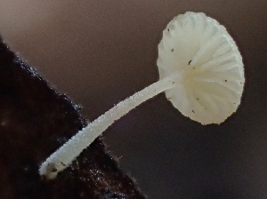 (Hemimycena sp. CA13 - FDS-CA-07811)  @11 [ ] by-nc (2024) Damon Tighe Fungal Diversity Survey