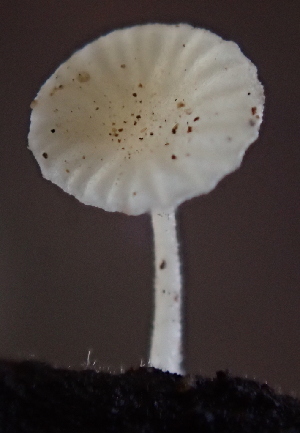  ( - FDS-CA-07811)  @11 [ ] by-nc (2024) Damon Tighe Fungal Diversity Survey