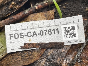  ( - FDS-CA-07811)  @11 [ ] by-nc (2024) Damon Tighe Fungal Diversity Survey