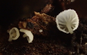  ( - FDS-CA-07812)  @11 [ ] by-nc (2024) Damon Tighe Fungal Diversity Survey
