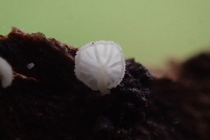  ( - FDS-CA-07812)  @11 [ ] by-nc (2024) Damon Tighe Fungal Diversity Survey