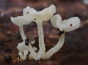  ( - FDS-CA-07813)  @11 [ ] by-nc (2024) Damon Tighe Fungal Diversity Survey