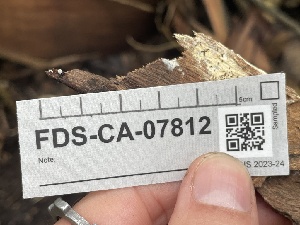  ( - FDS-CA-07812)  @11 [ ] by-nc (2024) Damon Tighe Fungal Diversity Survey