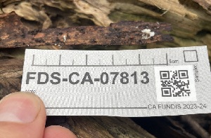  ( - FDS-CA-07813)  @11 [ ] by-nc (2024) Damon Tighe Fungal Diversity Survey