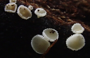  (Lachnum sp. virgineum-VA01 - FDS-CA-07814)  @11 [ ] by-nc (2024) Damon Tighe Fungal Diversity Survey
