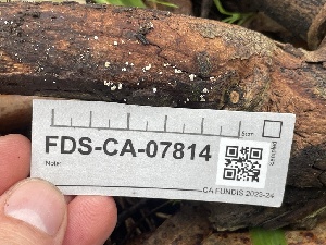  ( - FDS-CA-07814)  @11 [ ] by-nc (2024) Damon Tighe Fungal Diversity Survey
