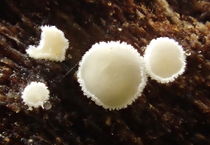  ( - FDS-CA-07814)  @11 [ ] by-nc (2024) Damon Tighe Fungal Diversity Survey