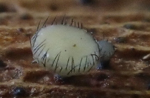  ( - FDS-CA-07818)  @11 [ ] by-nc (2024) Damon Tighe Fungal Diversity Survey