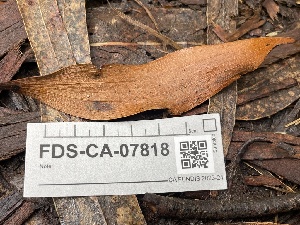  ( - FDS-CA-07818)  @11 [ ] by-nc (2024) Damon Tighe Fungal Diversity Survey