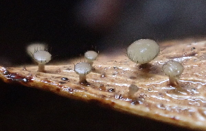  (Hymenotorrendiella - FDS-CA-07818)  @11 [ ] by-nc (2024) Damon Tighe Fungal Diversity Survey