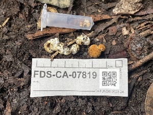  ( - FDS-CA-07819)  @11 [ ] by-nc (2024) Damon Tighe Fungal Diversity Survey