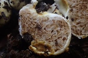  ( - FDS-CA-07819)  @11 [ ] by-nc (2024) Damon Tighe Fungal Diversity Survey