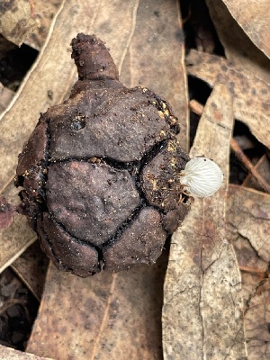  ( - FDS-CA-07821)  @11 [ ] by-nc (2024) Damon Tighe Fungal Diversity Survey