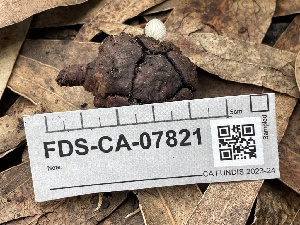  ( - FDS-CA-07821)  @11 [ ] by-nc (2024) Damon Tighe Fungal Diversity Survey