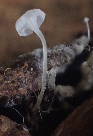  (Hemimycena sp. CA14 - FDS-CA-07823)  @11 [ ] by-nc (2024) Damon Tighe Fungal Diversity Survey