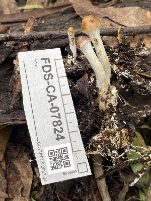  ( - FDS-CA-07824)  @11 [ ] by-nc (2024) Damon Tighe Fungal Diversity Survey