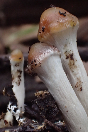  ( - FDS-CA-07824)  @11 [ ] by-nc (2024) Damon Tighe Fungal Diversity Survey