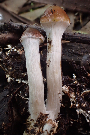  ( - FDS-CA-07824)  @11 [ ] by-nc (2024) Damon Tighe Fungal Diversity Survey