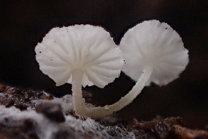  ( - FDS-CA-07813)  @11 [ ] by-nc (2024) Damon Tighe Fungal Diversity Survey