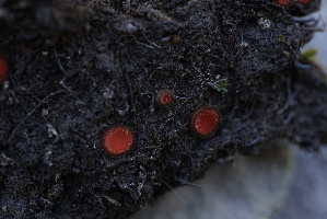  ( - FDS-CA-05456)  @11 [ ] by-nc (2024) Unspecified Fungal Diversity Survey