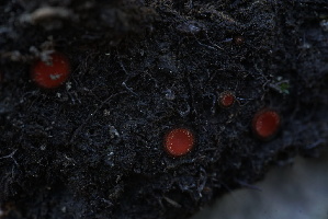  ( - FDS-CA-05456)  @11 [ ] by-nc (2024) Unspecified Fungal Diversity Survey