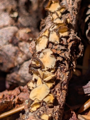  ( - FDS-CA-05250)  @11 [ ] c (2024) Andrew Claassen Fungal Diversity Survey
